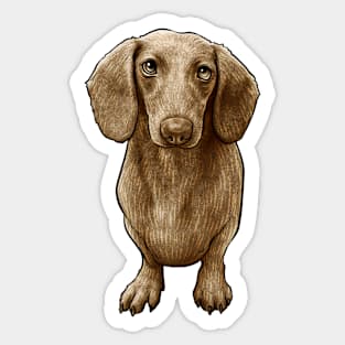 Dachshund Dog Doxie Sticker